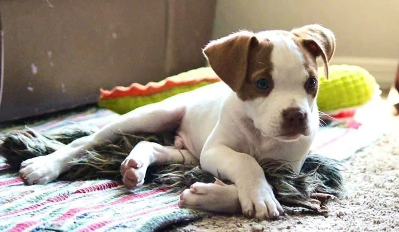 Costello thumbnail 2