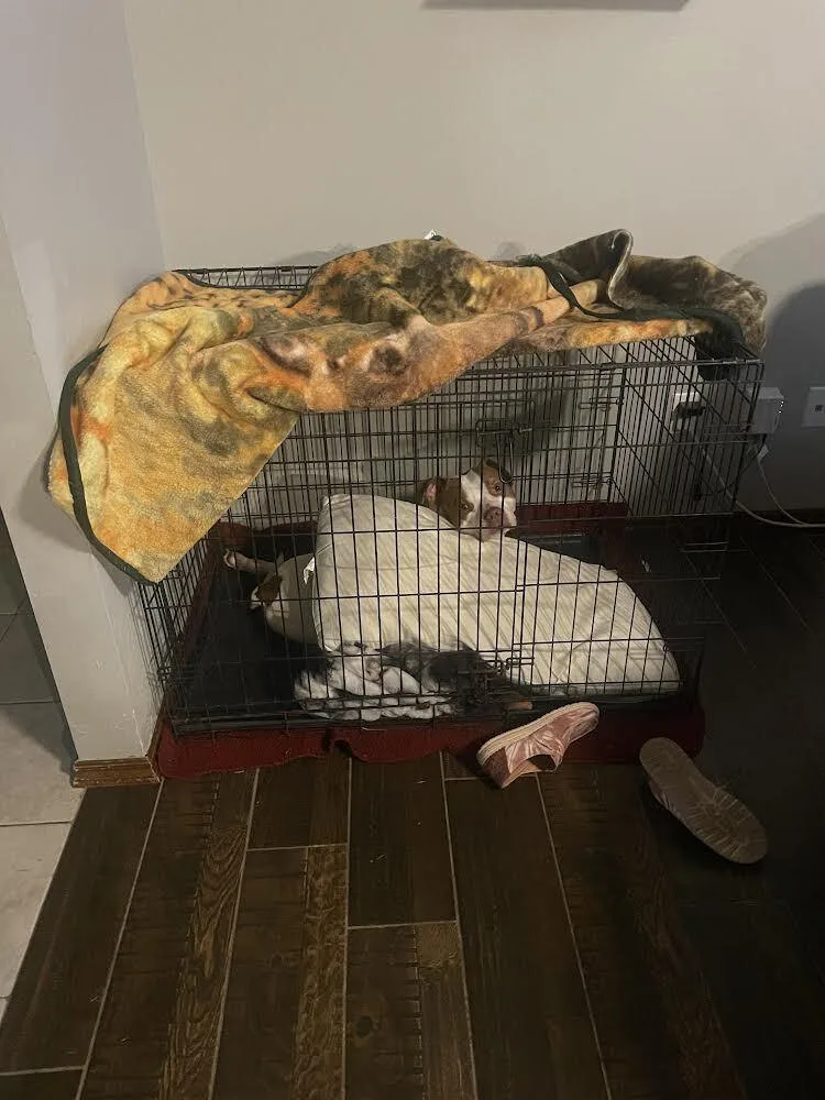 Costello thumbnail 3