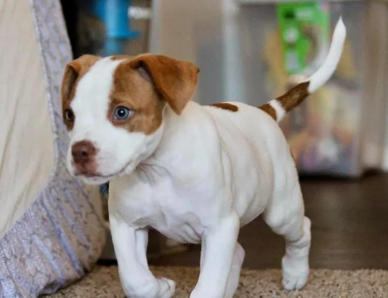 Costello thumbnail 4