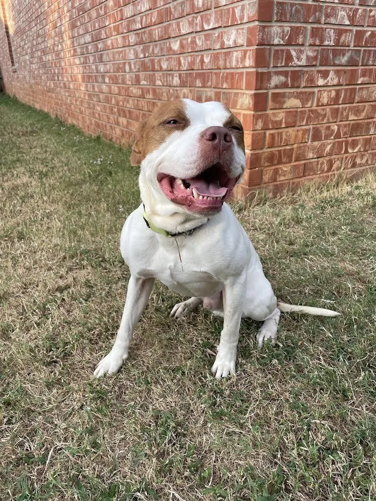 Costello thumbnail 5