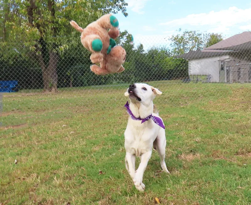 A baby large-sized male Labrador Retriever dog named Bjorn C for adoption in Rogers, AR