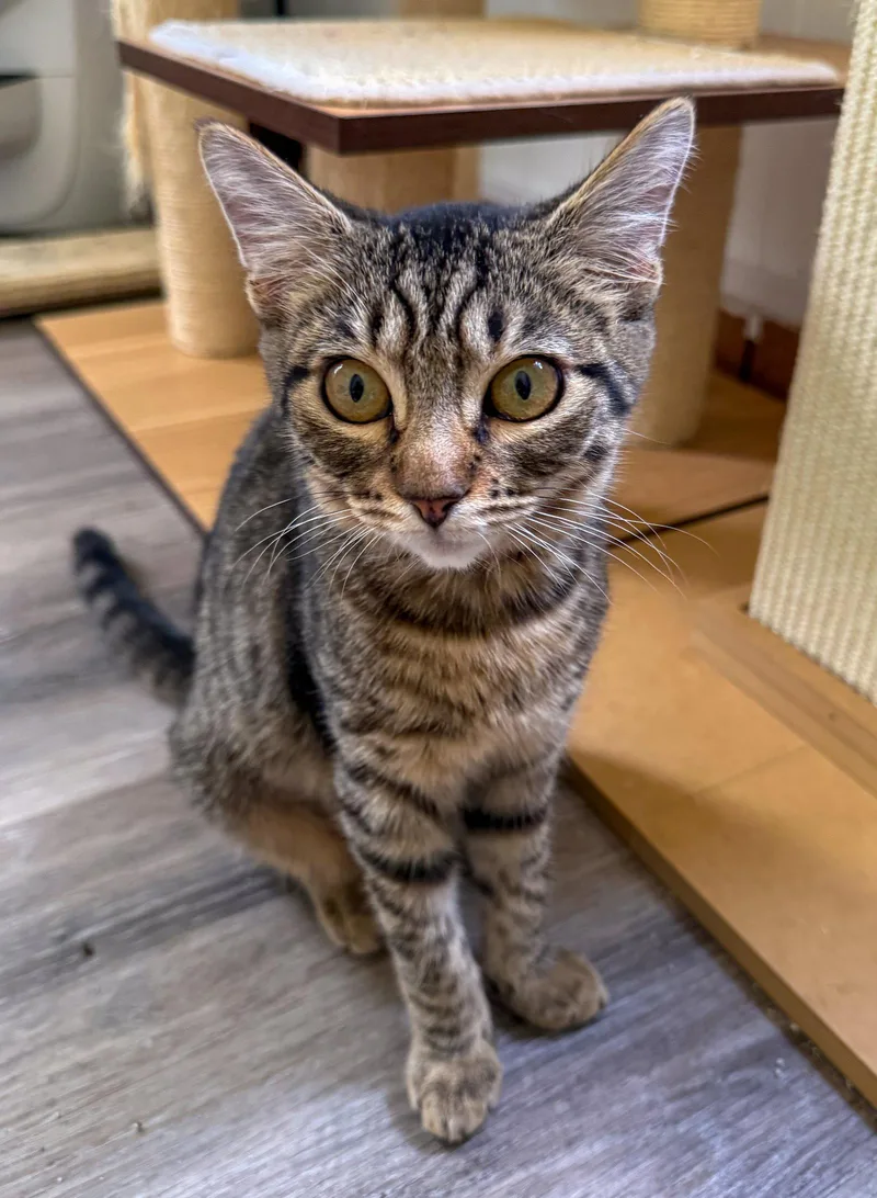 A baby medium-sized female Domestic Short Hair cat named Charlotte for adoption in Lighthouse Point, FL