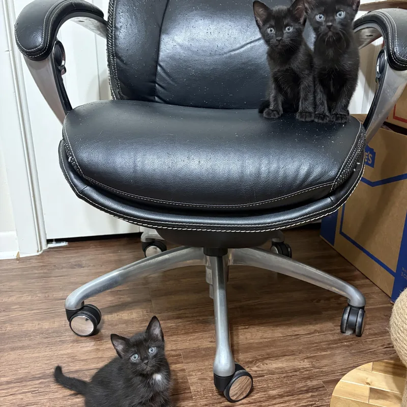 A baby medium-sized female Black Domestic Short Hair cat named Calanthe for adoption in Liverpool, TX