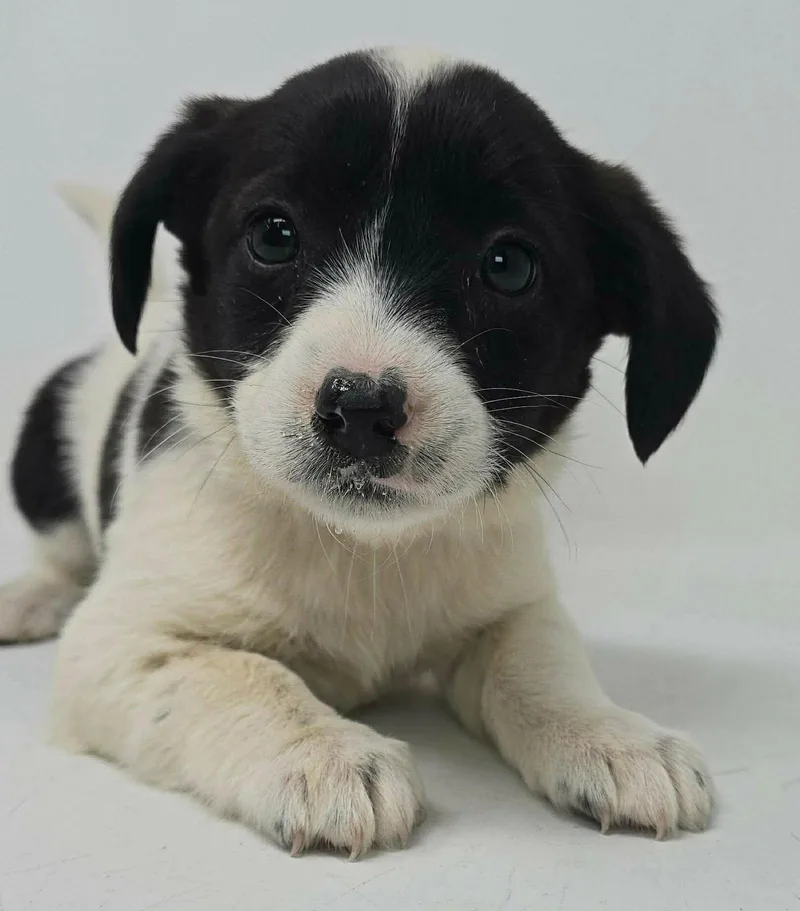 A young medium-sized female Australian Shepherd dog named Cinder for adoption in Pomfret Center, CT