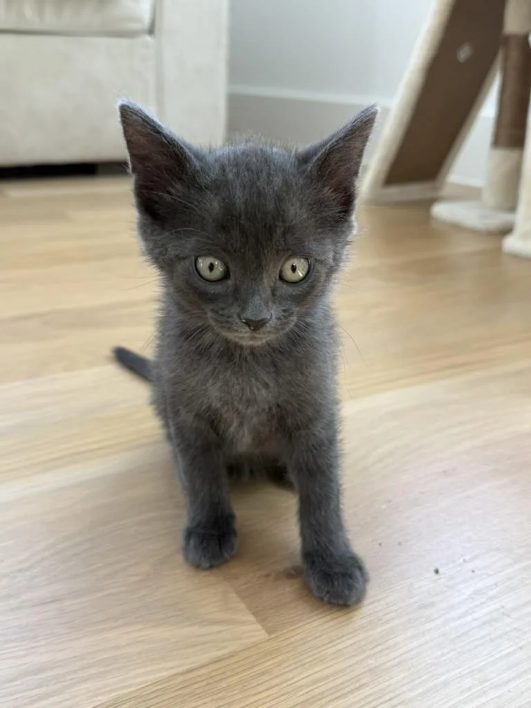 A baby medium-sized male Gray / Blue / Silver Domestic Short Hair cat named Smudge for adoption in Fort Worth, TX