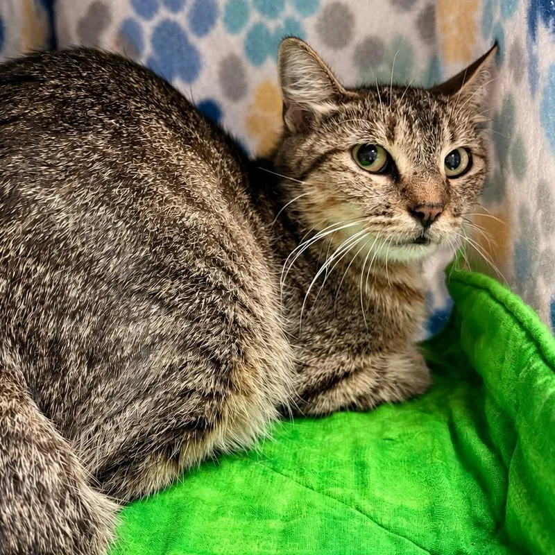 An adult medium-sized female Brown / Chocolate Domestic Short Hair cat named Giggle Water for adoption in Austin, TX