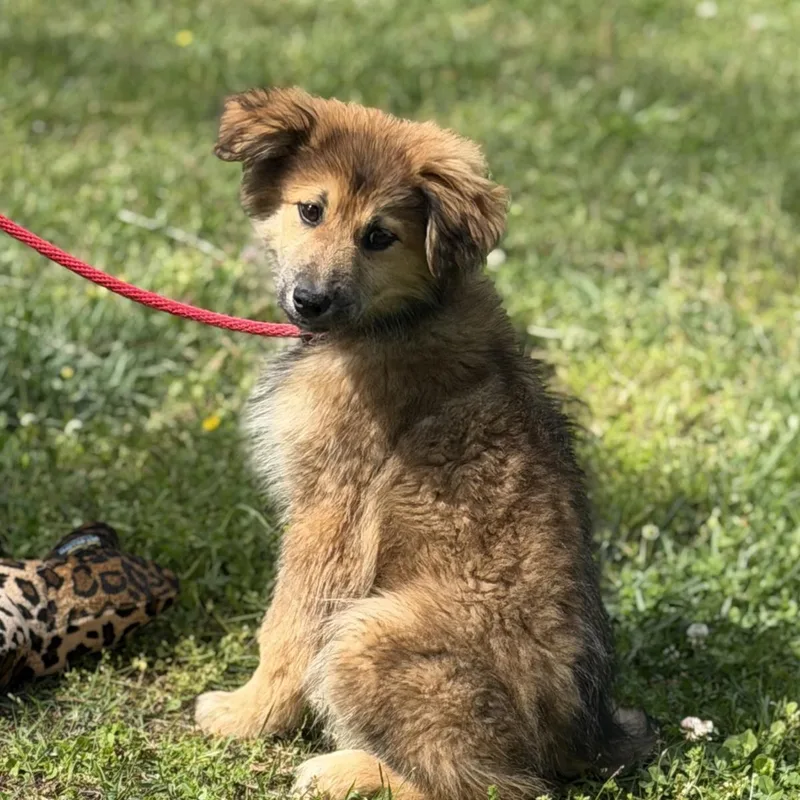 Valentino thumbnail 2