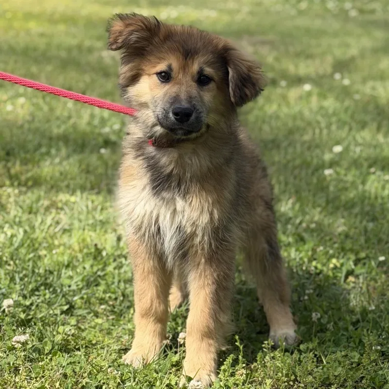 Valentino thumbnail 3