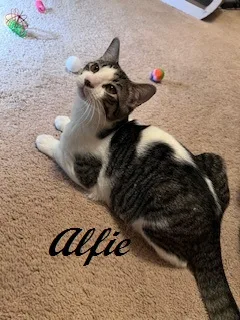 Alfie
