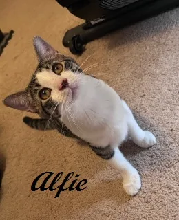 Alfie thumbnail 5