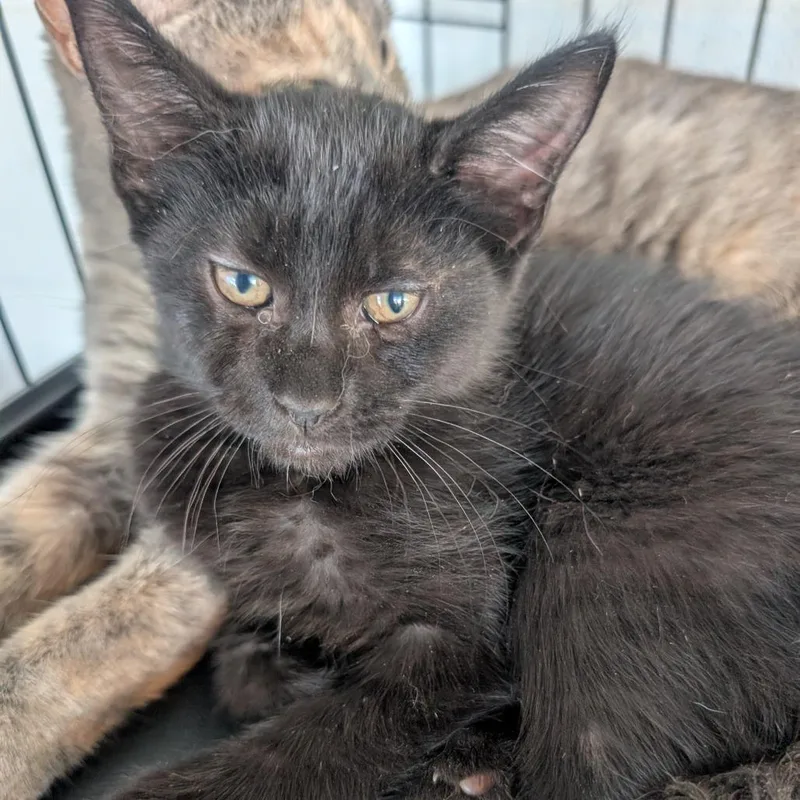 A baby small-sized female Black Domestic Short Hair cat named Comet for adoption in West Plains, MO