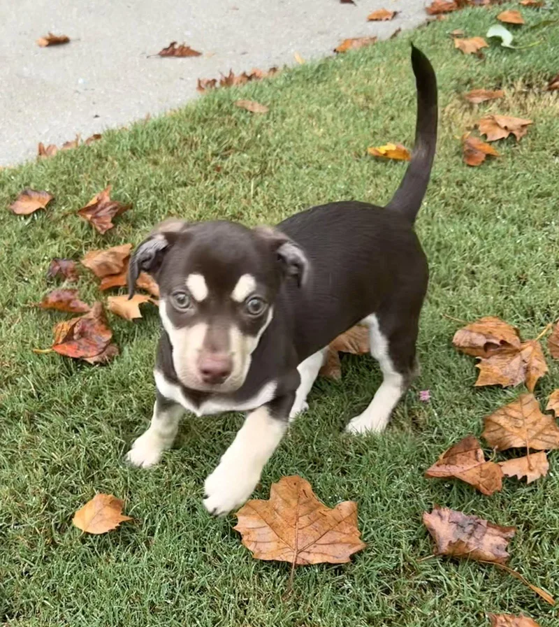 A baby small-sized male Chihuahua dog named Conan for adoption in Virginia Beach, VA
