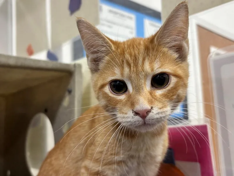 A baby small-sized male Domestic Short Hair cat named Ian for adoption in Powell, OH