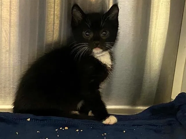 A baby small-sized male Domestic Short Hair cat named Stubs for adoption in Tustin, CA