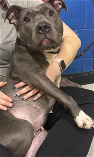 An adult medium-sized female Pit Bull Terrier dog named Lil Momma for adoption in Indianapolis, IN