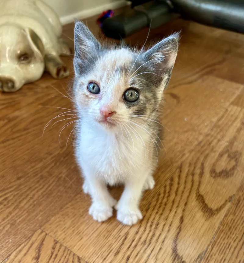 A baby medium-sized female Calico Domestic Short Hair cat named Dahlia for adoption in Victor, NY