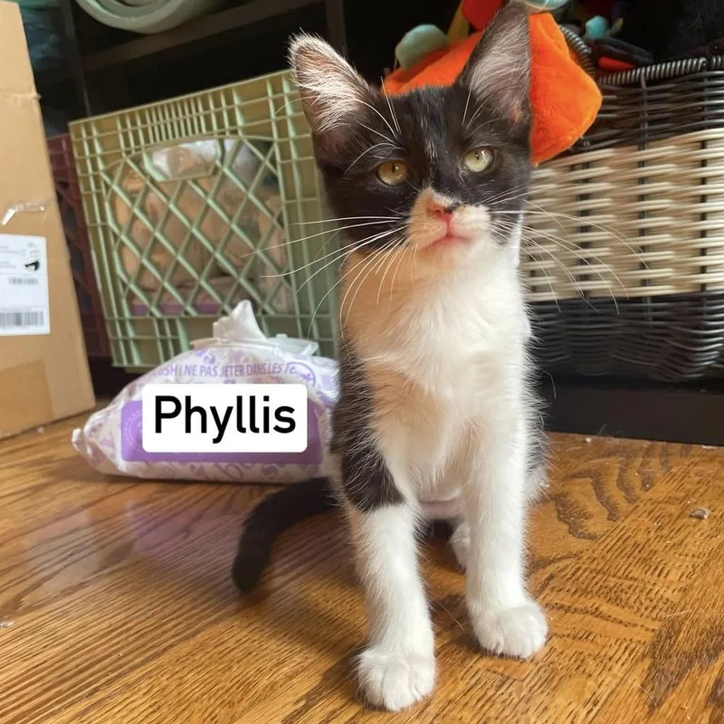 Phyllis thumbnail 6
