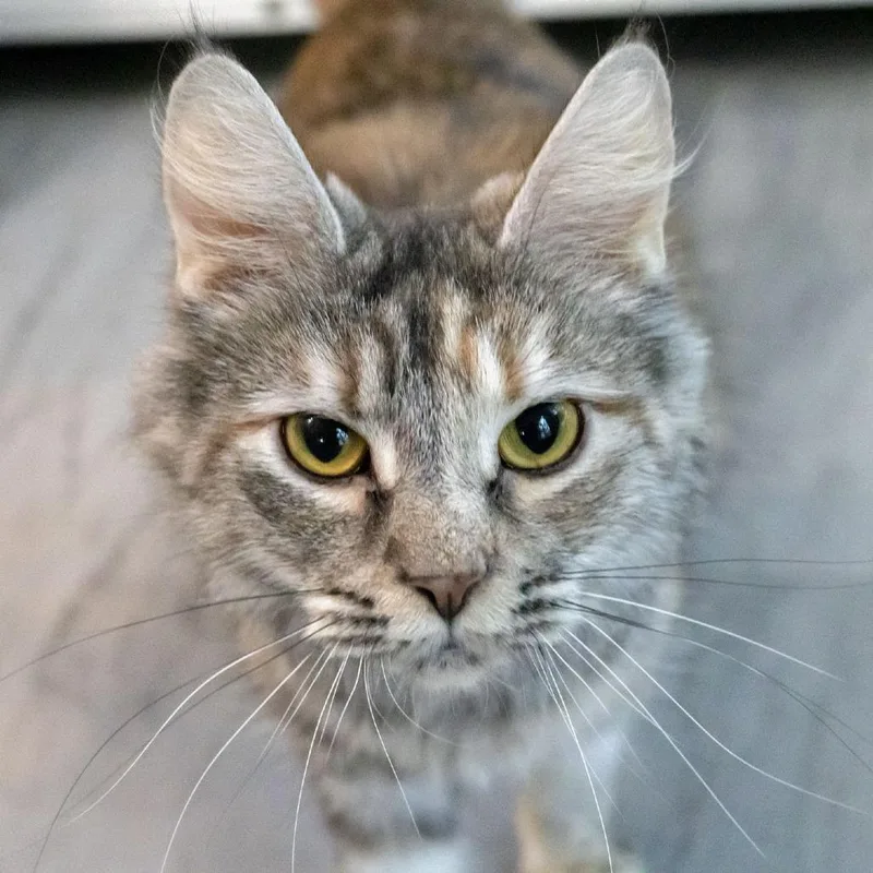 A young medium-sized female Torbie Domestic Long Hair cat named Shashti for adoption in McKean, PA