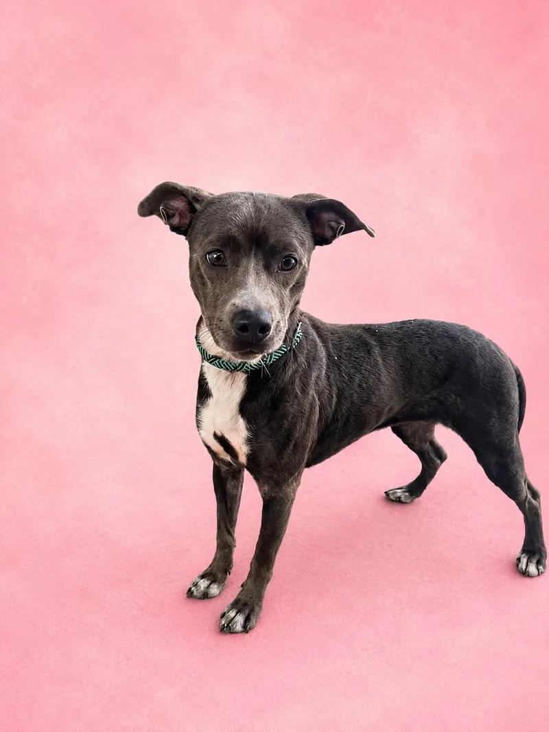 An adult medium-sized female Gray / Blue / Silver Mixed Breed dog named Smokette for adoption in New Iberia, LA