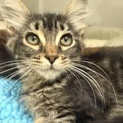 A baby small-sized female Black Domestic Long Hair cat named Hannah Montana for adoption in Greensboro, GA