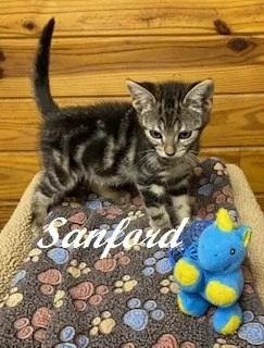 Sanford thumbnail 2