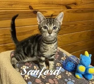 Sanford thumbnail 3