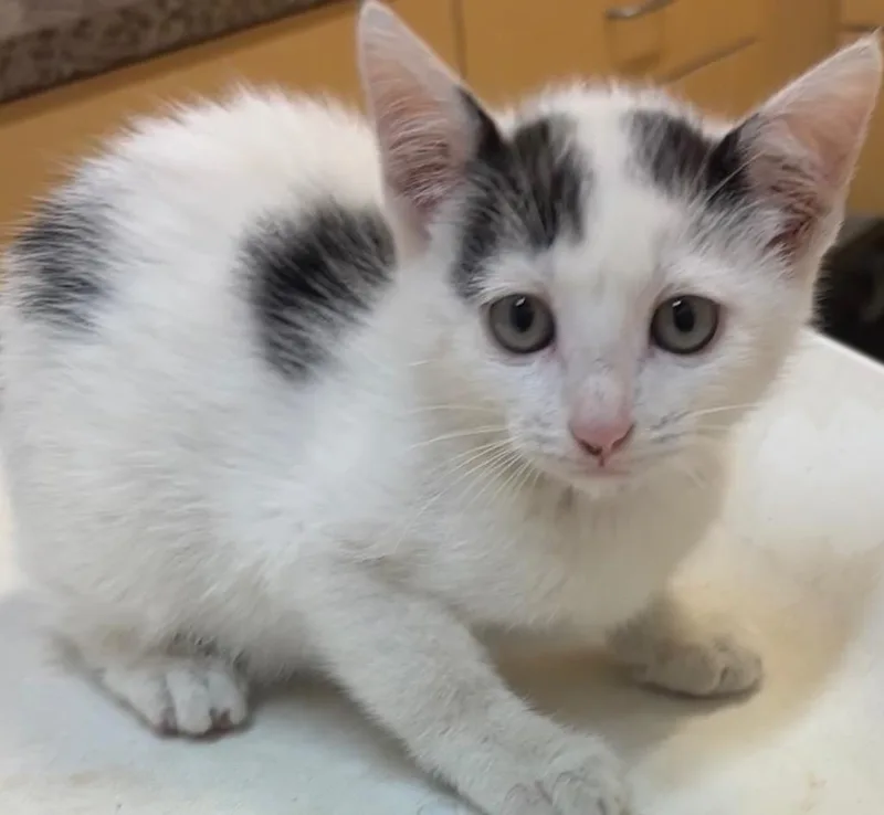 A baby small-sized female Domestic Short Hair cat named Letta for adoption in Elizabethton, TN