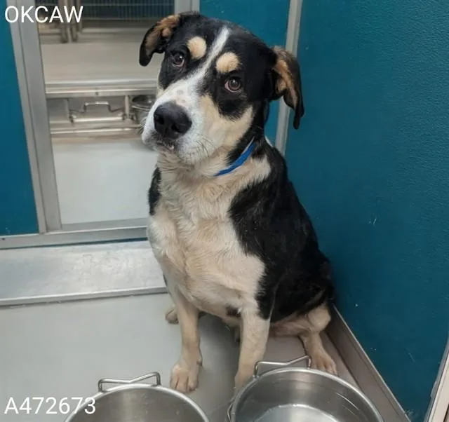 A young large-sized male Hound dog named Oz for adoption in Oklahoma City, OK