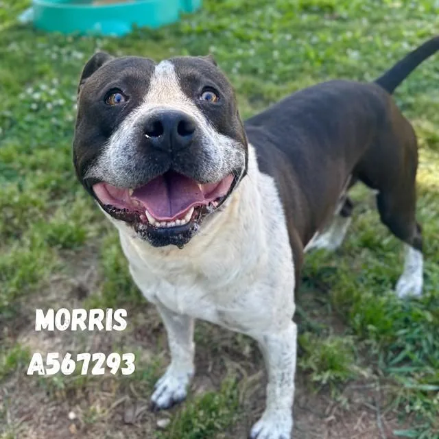 Morris