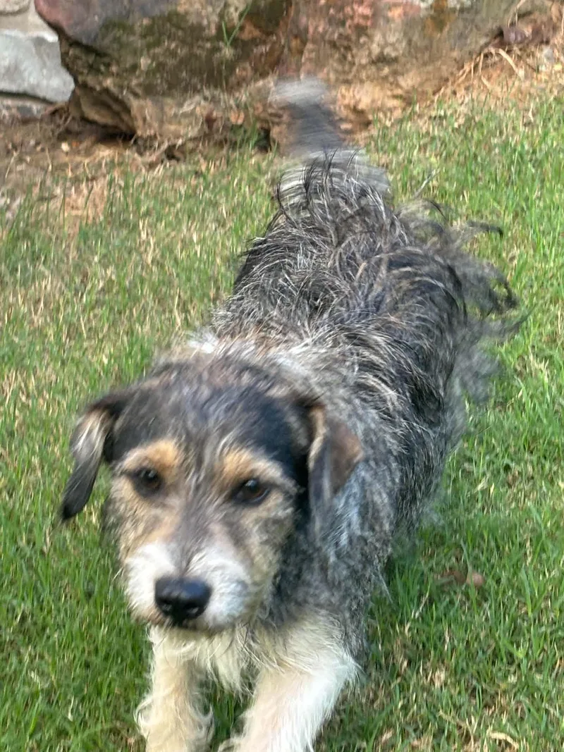 A young small-sized female Standard Schnauzer dog named Lucky MEET ME for adoption in Wakefield, RI