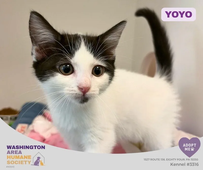 A baby small-sized female Black & White / Tuxedo Domestic Short Hair cat named Yoyo for adoption in Eighty Four, PA