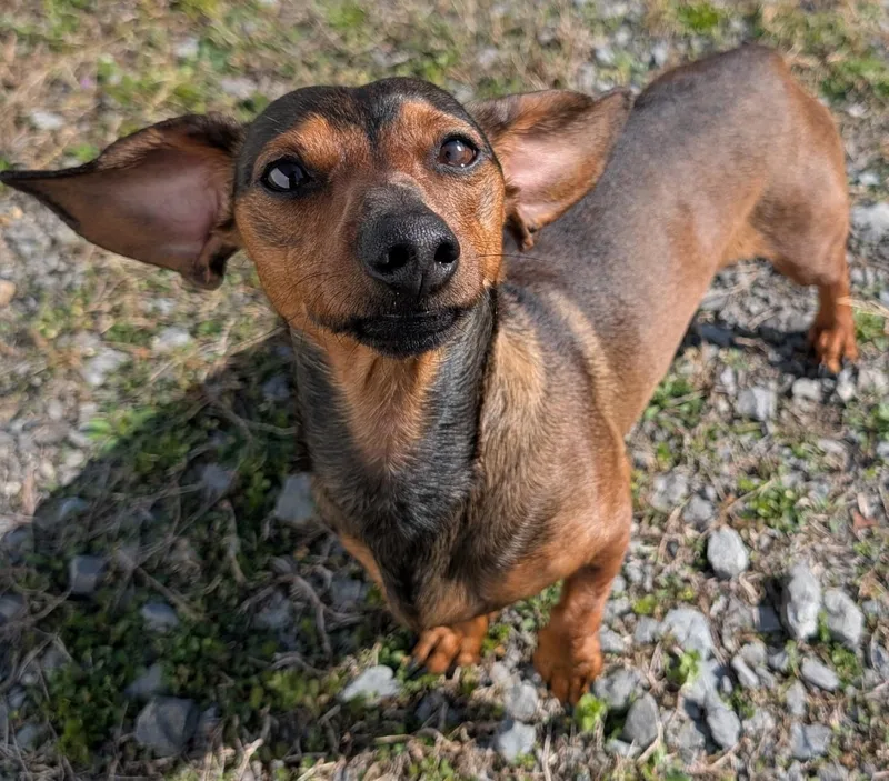 Frankie In Tn thumbnail 3