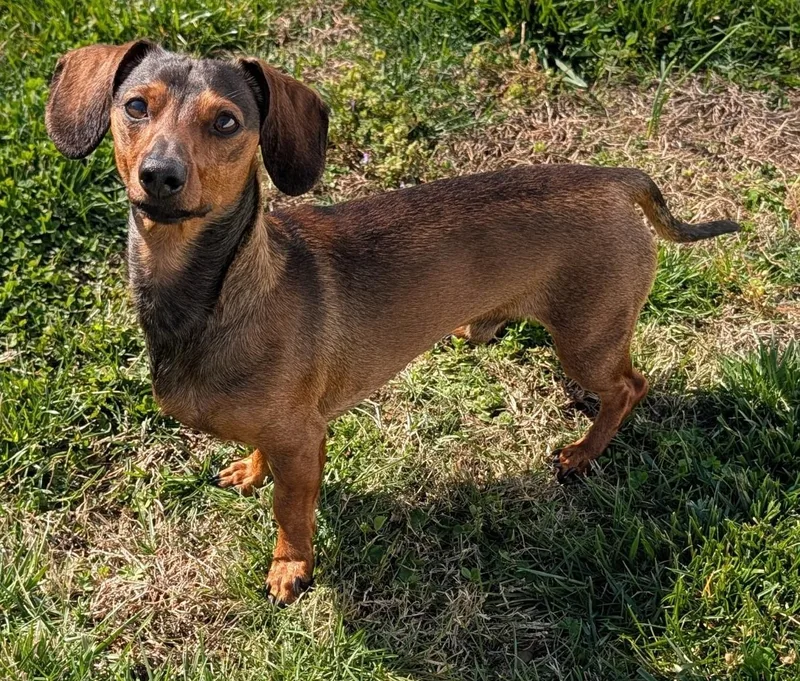 Frankie In Tn thumbnail 5