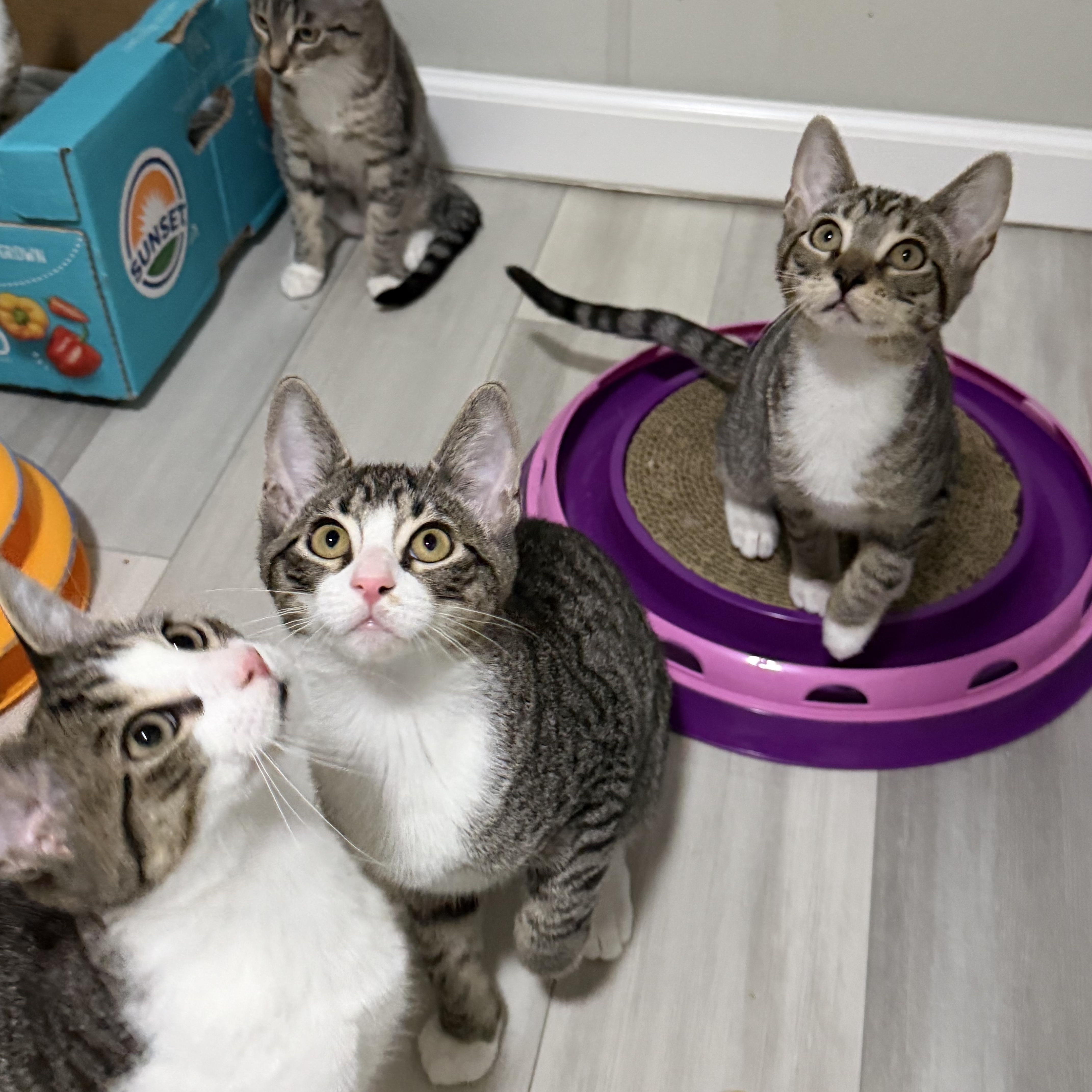 A baby small-sized male Tabby (Brown / Chocolate) American Shorthair cat named Toucan for adoption in Highland Park, NJ