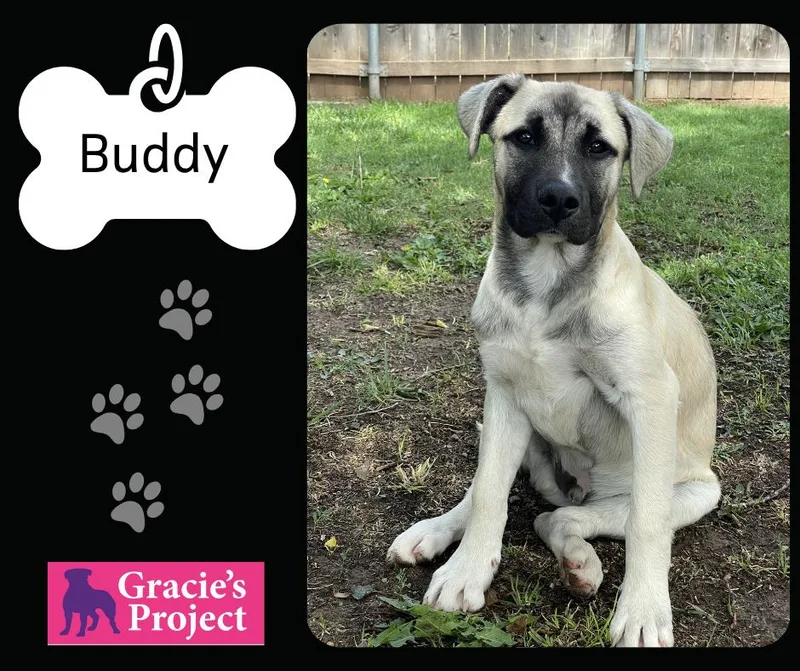 A young medium-sized male Sable Anatolian Shepherd dog named Buddy for adoption in Canyon, TX