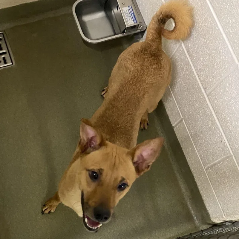 An adult medium-sized male Brown / Chocolate Mixed Breed dog named 71456 for adoption in Harrisonburg, VA