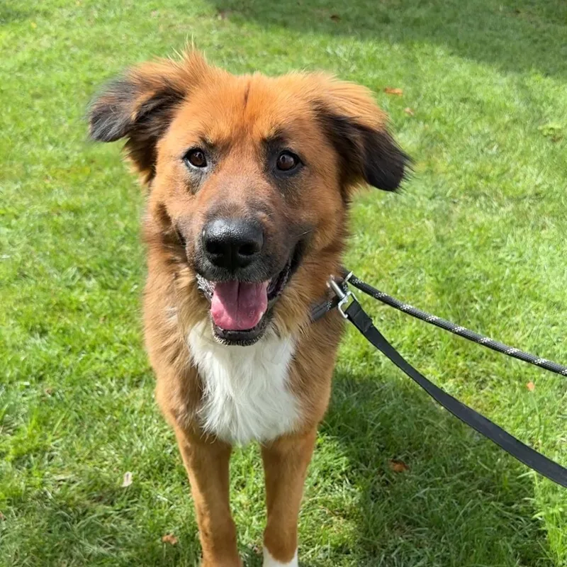 An adult large-sized male Golden Retriever dog named Tom! for adoption in Trabuco Canyon, CA
