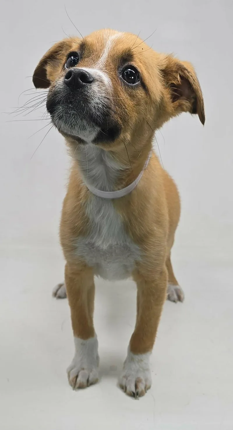 Elektabuzz thumbnail 2