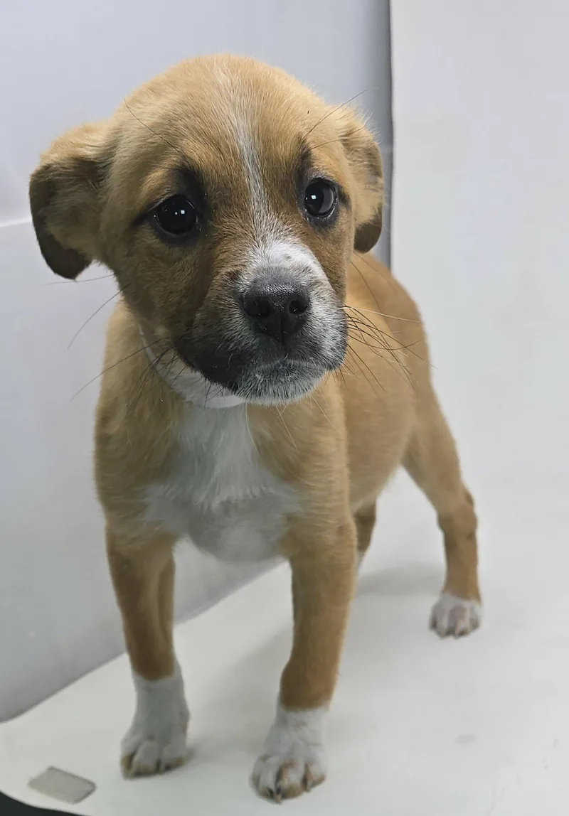 Elektabuzz thumbnail 3