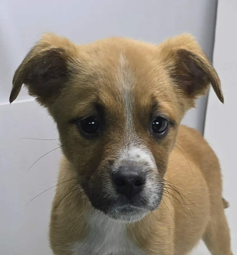 Elektabuzz thumbnail 4