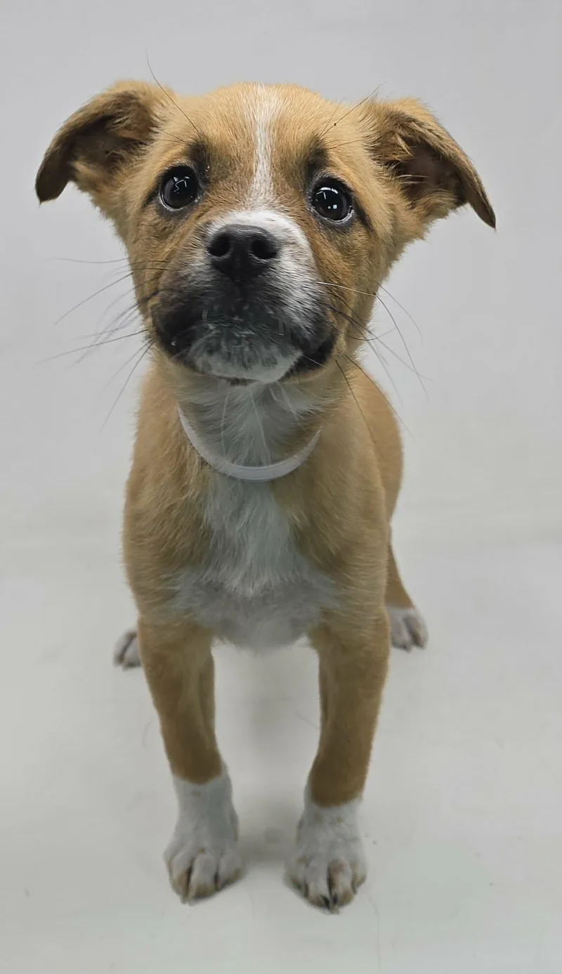 Elektabuzz thumbnail 5