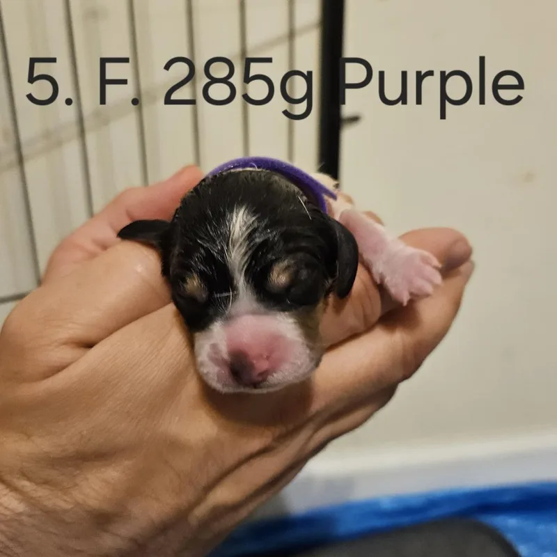 Poppy Pup  Joyce