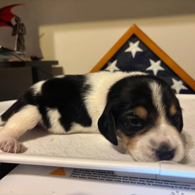 Poppy Pup  Joyce thumbnail 2