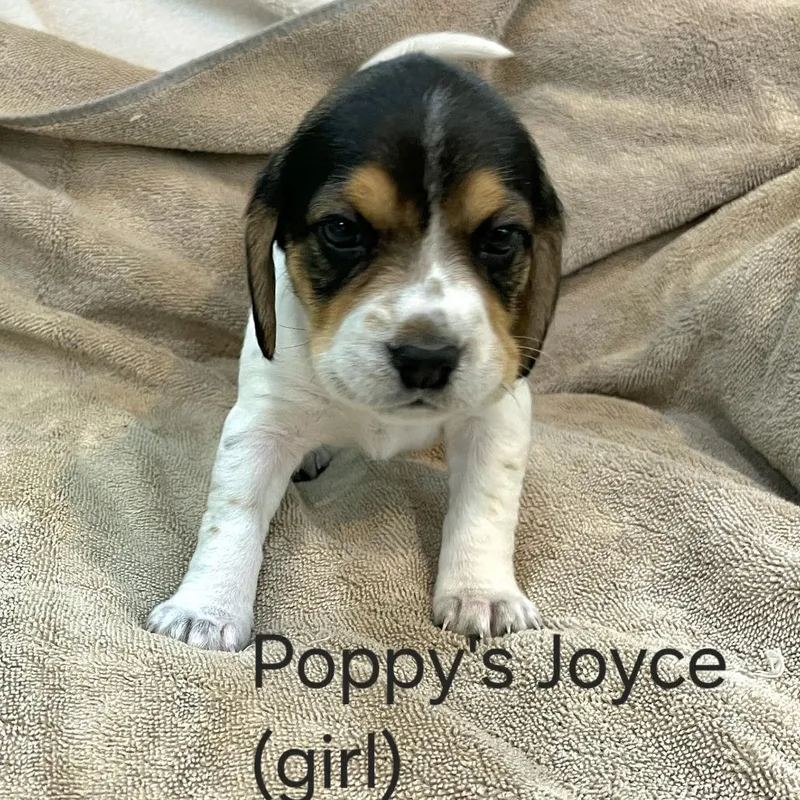Poppy Pup  Joyce thumbnail 3