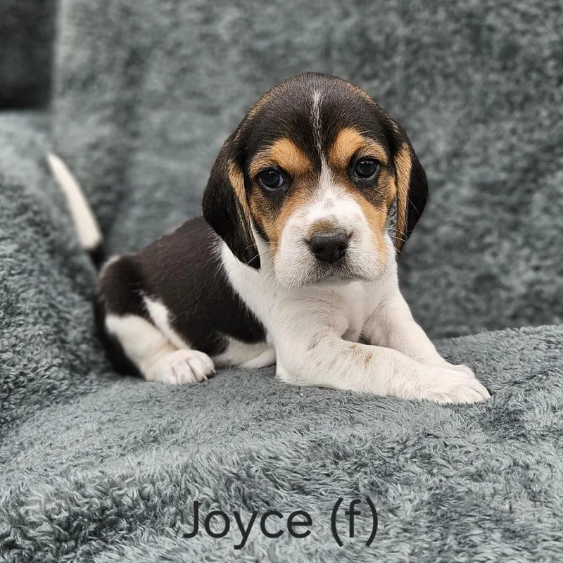 Poppy Pup  Joyce thumbnail 4