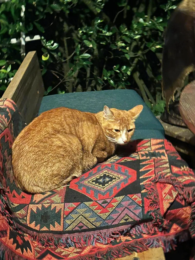 An adult extra large-sized male Orange / Red Tabby cat named Chuck for adoption in Gladstone, OR