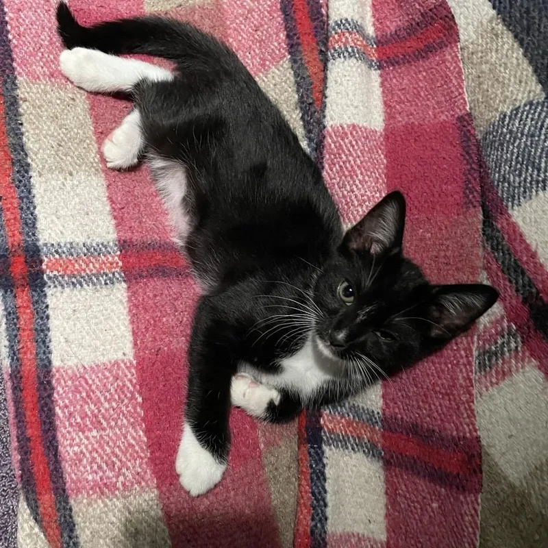 A baby small-sized male Black Domestic Short Hair cat named Lollapalooza for adoption in Westminster, CA