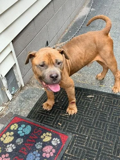A young medium-sized male Mixed Breed dog named Bisquit for adoption in Hobart, IN