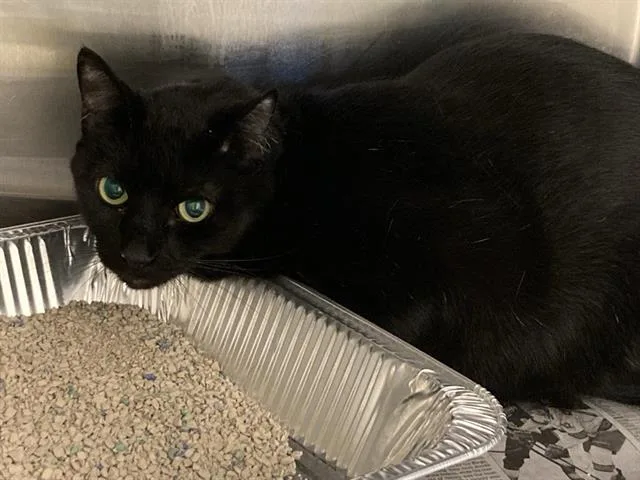 An adult large-sized male Domestic Short Hair cat named Darin for adoption in Tustin, CA