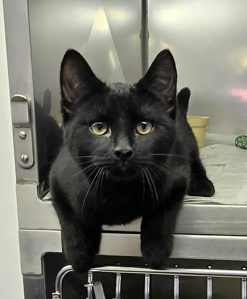 A baby small-sized male Domestic Short Hair cat named Gordie for adoption in Arlington Heights, IL